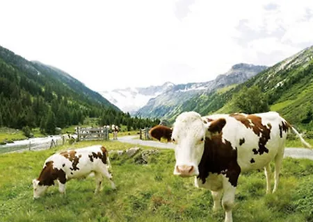 Alpenhof Garni Supreme Zell am Ziller