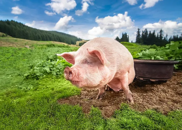 Alpenhof Garni Supreme