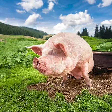 Alpenhof Garni Supreme